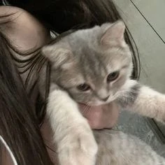 Вы все мои котики Вы все мои котики 