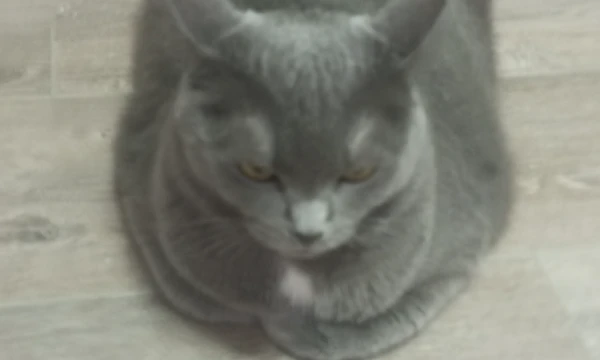 У кошек много пород. Выберите любимую. ( На фото моя кошка)