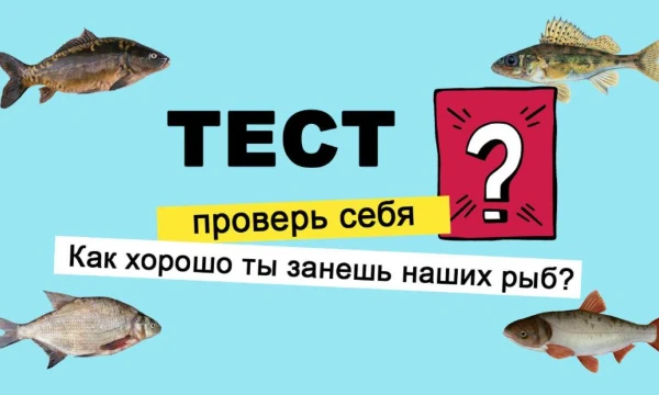 Если ты угадал всех рыб, значит ты настоящий рыбак!) Здесь я собрал почти все известные рыбы, дополнительно несколько новых, возможно, непопулярных