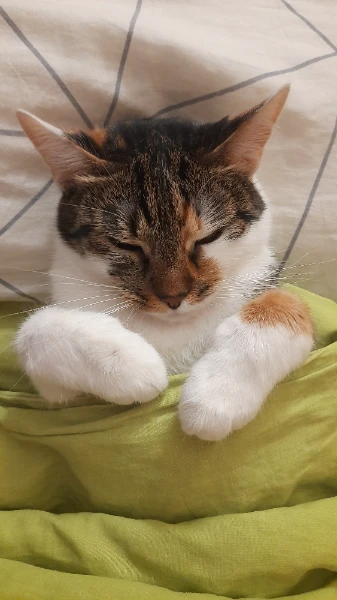 Наверно, такой тест уже кто то делал. Но не с моей кошкой). Коты, в отличие от людей, всегда хорошо получаются на фото, а если нет, то это тот, кто фоткал накосячил.