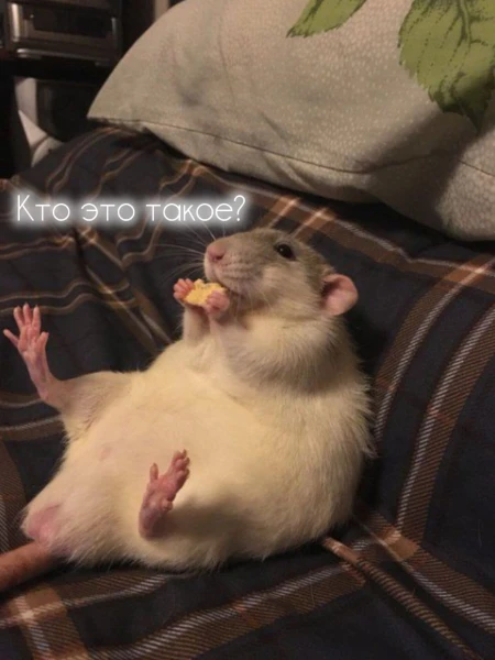 Я просто даю какие то фоточки, а ты угадаешь кто бчэто. Очень легко ваще, легкие подсказки. Есть многие пользователи по разным тегам, поэтому, не в обиду плиз😭✨