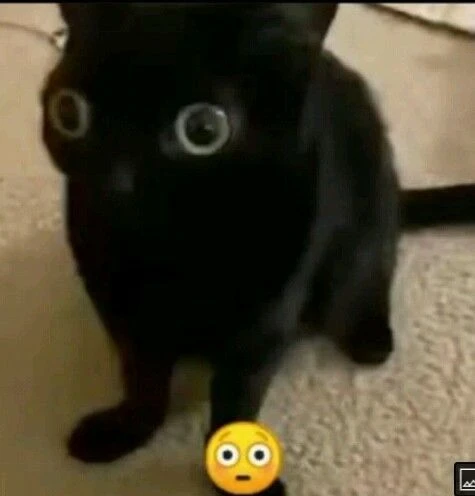 Тут будут котики! Выбери лучшего!!!